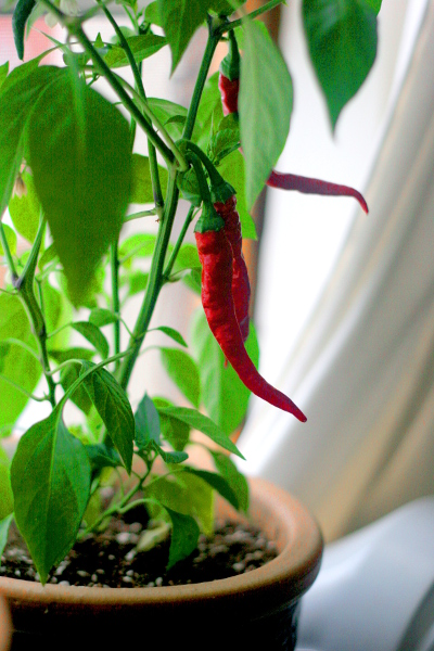 chili plant final