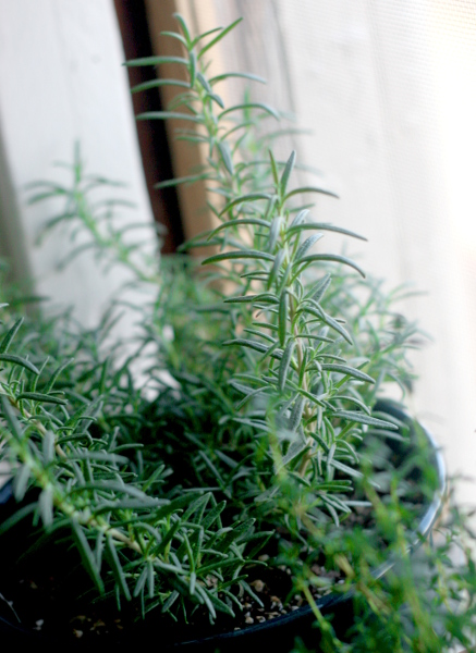 rosemary